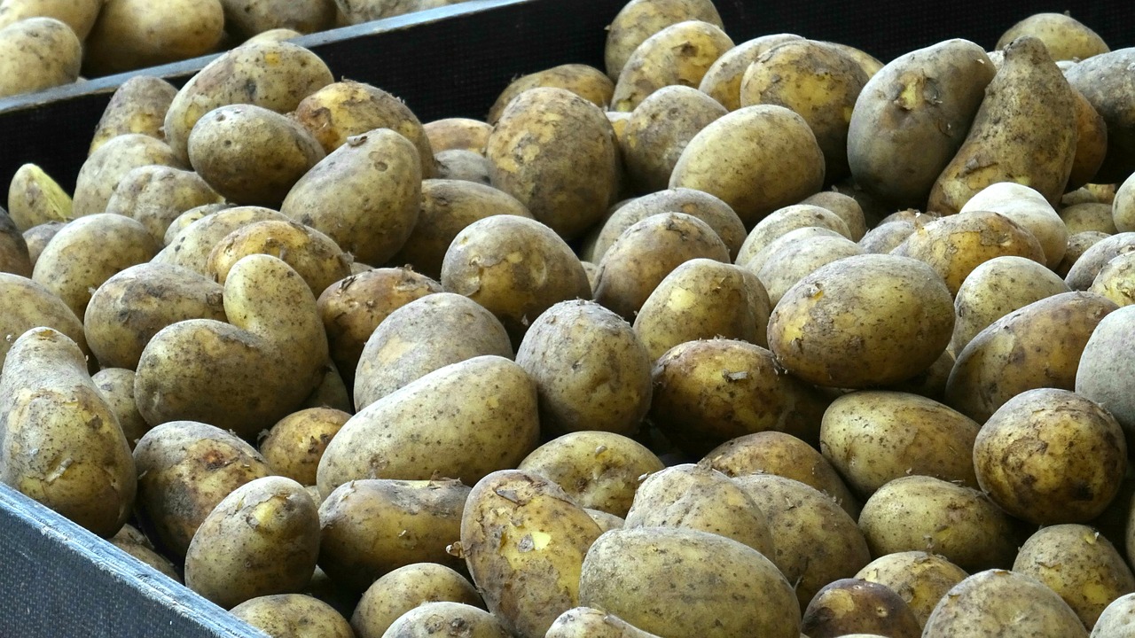 Potatoes - free online jigsaw puzzle photo