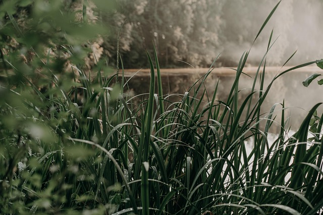 Græs, Planter, Sø, Blade, Grønt, Natur