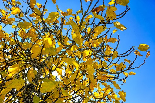 Free Tree Leaves photo and picture