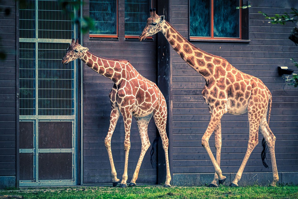 キリン 動物園 動物 - Pixabayの無料写真