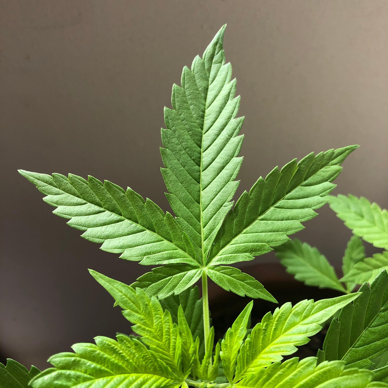100+ Free Ganja & Weed Images