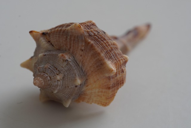 Free Shell Decorative photo and picture