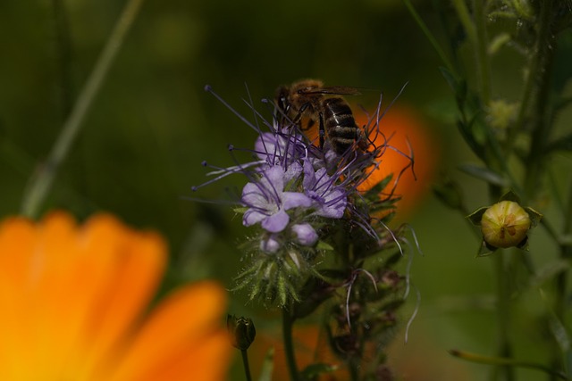Free Bee Insect photo and picture