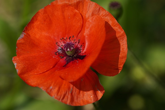 Free Poppy Flower photo and picture