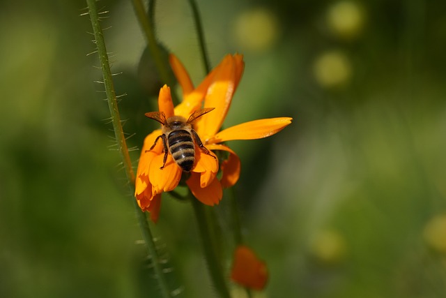 Free Bee Insect photo and picture