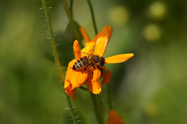 Free Bee Beautiful Flowers photo and picture