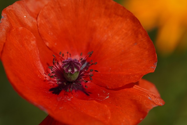 Free Poppy Flower photo and picture