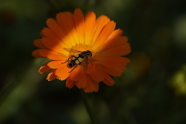 Free Bee Insect photo and picture