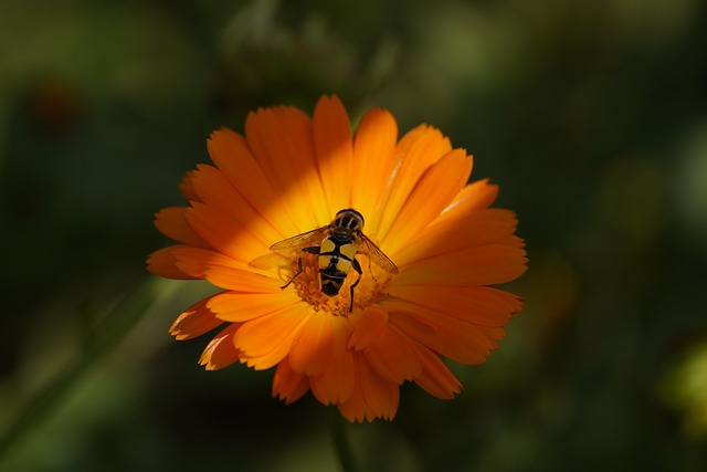 Free Bee Flower Wallpaper photo and picture