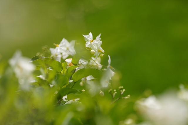 Free Flowers White Flowers photo and picture