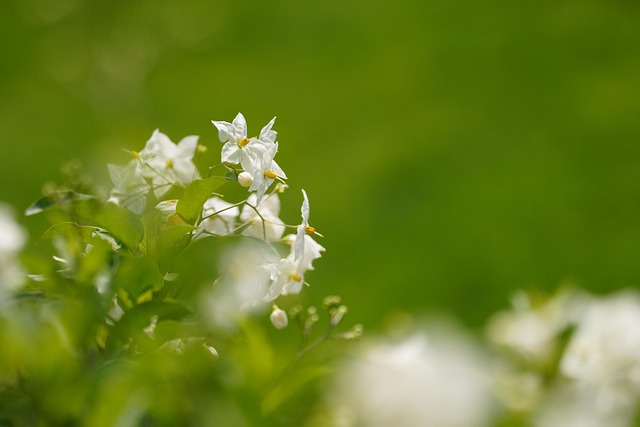 Free Flowers White Flowers photo and picture