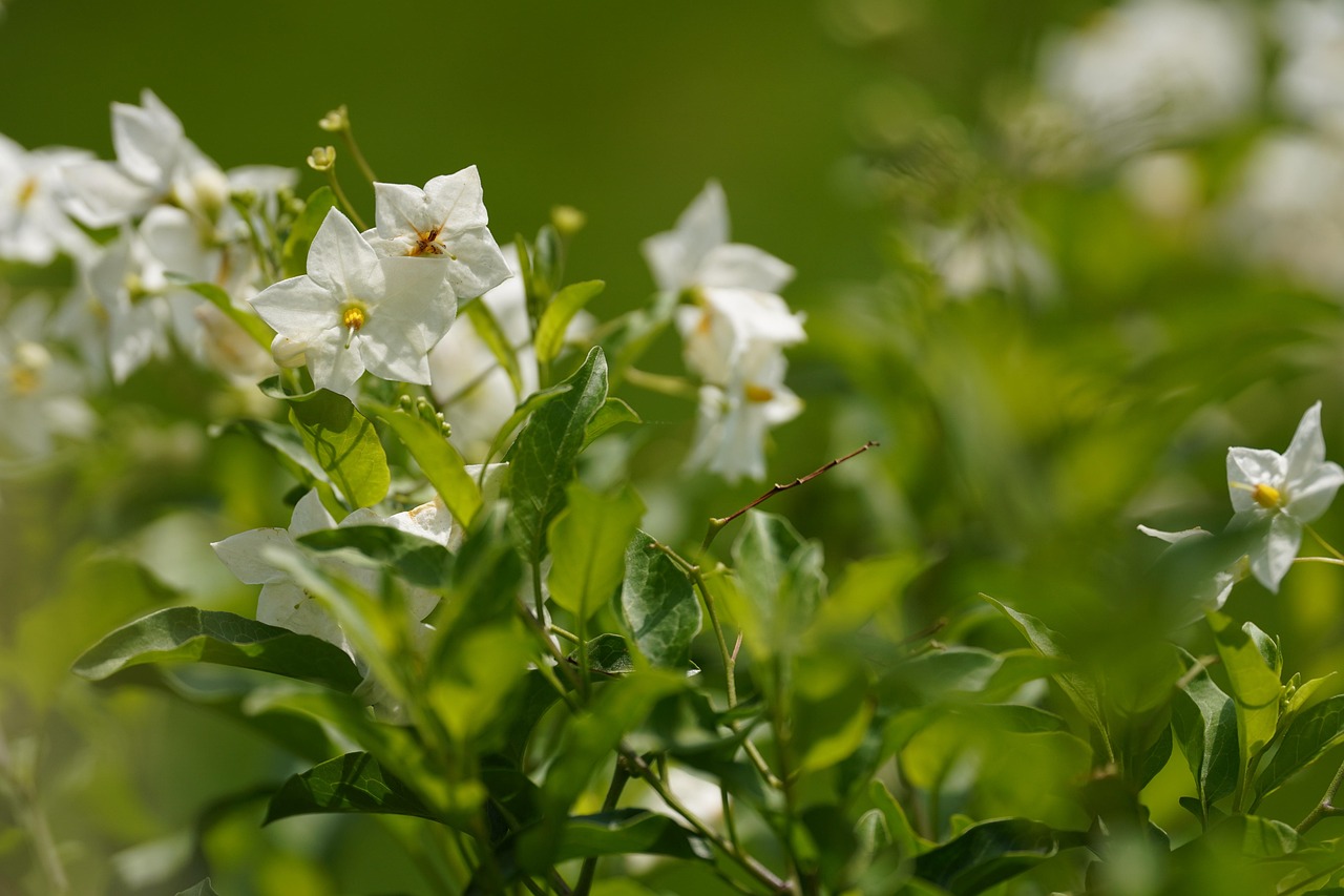 blumen-wei-e-garten-kostenloses-foto-auf-pixabay-pixabay