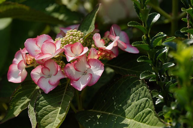 Free Hydrangea Flowers photo and picture
