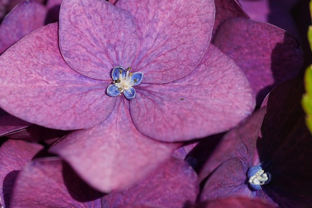 Free Hydrangea Flower photo and picture