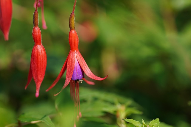 Free Fuchsia Flowers photo and picture