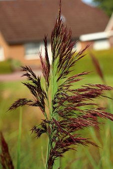 50-kostnadsfria-bilder-med-common-reed-och-vass-pixabay