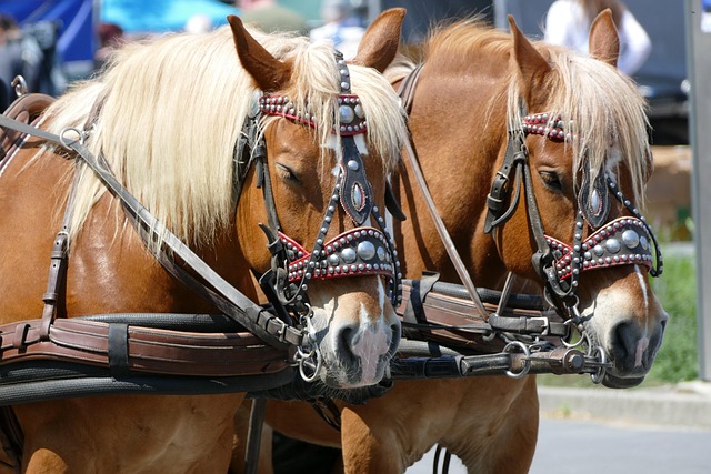 Free Horses Horse-Drawn Carriage photo and picture