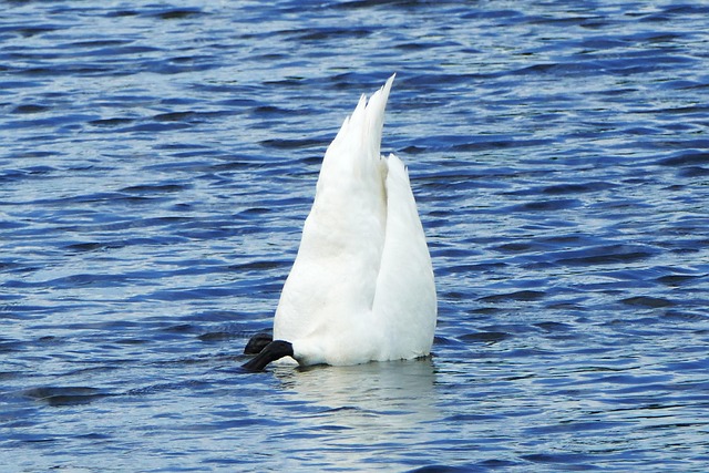 Free Bird Swan photo and picture