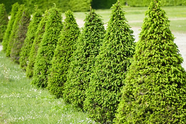 Free Bushes Garden photo and picture