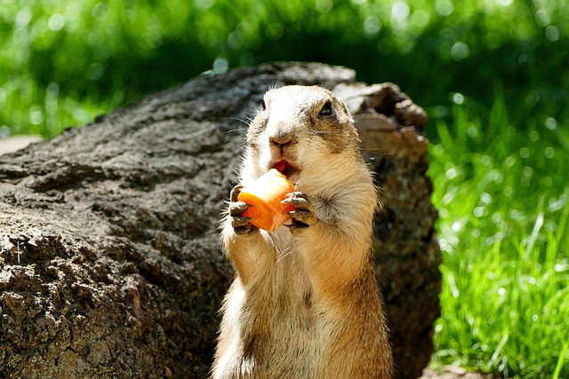 Free Zoo Rodent photo and picture