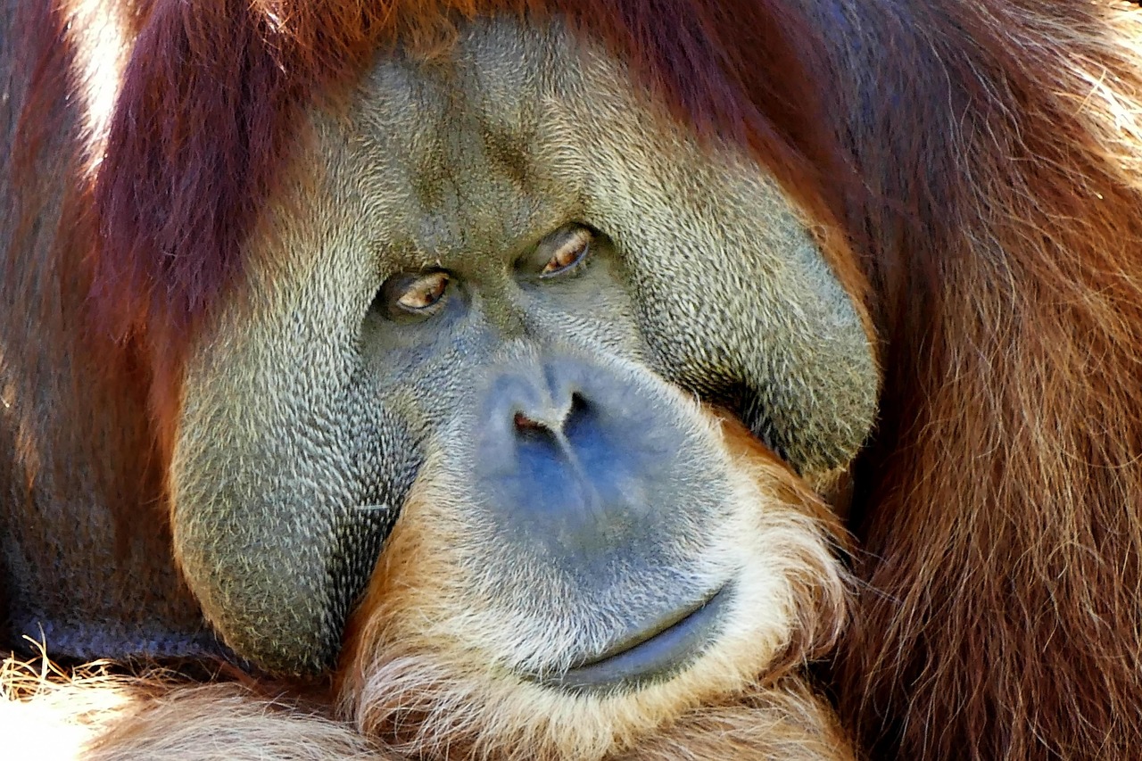 Ape Zoo Animal Free photo on Pixabay Pixabay