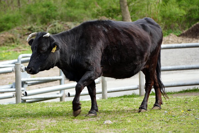 Free Cow Cattle photo and picture
