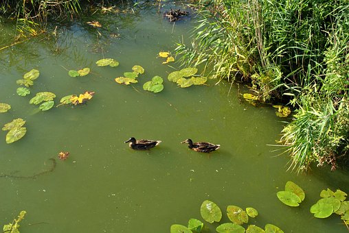 Утки, Пруд, Водоем, Вода, Природа, Птица