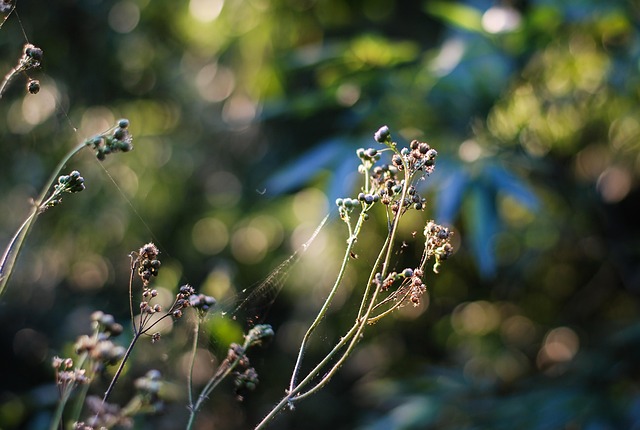 Free Wildflowers Bloom photo and picture