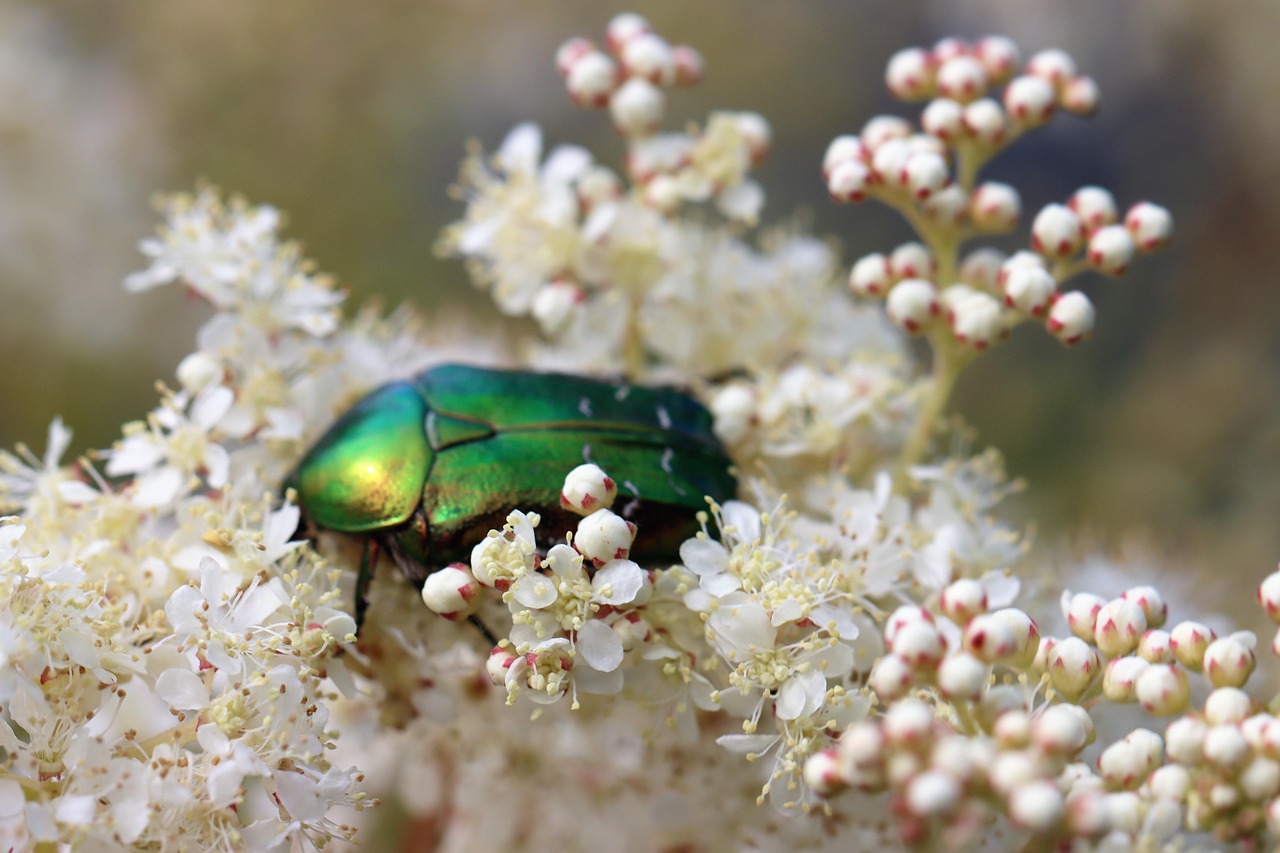 Rose Chafer Bille Blomster - Gratis foto på Pixabay