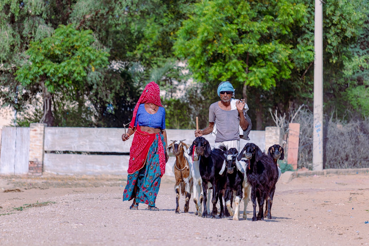 Goat Goatherd Rural - Free photo on Pixabay