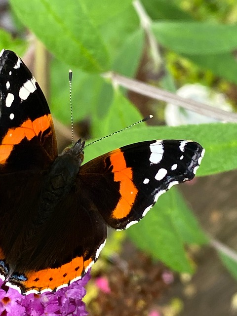 Free Butterfly Flower photo and picture