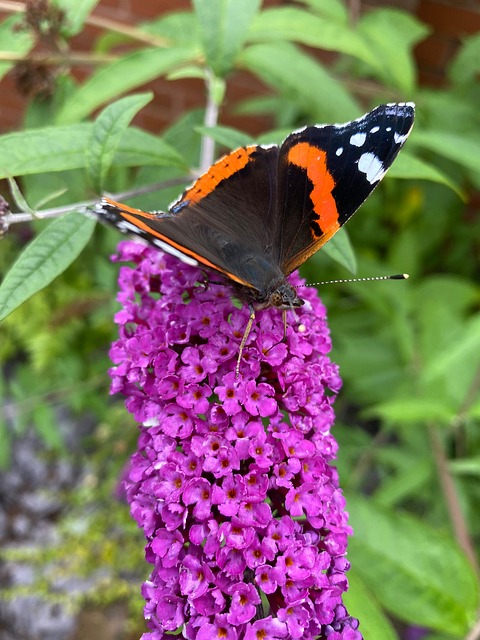 Free Butterfly Red Admiral photo and picture