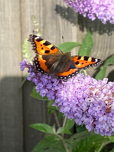 Free Butterflies Butterfly photo and picture