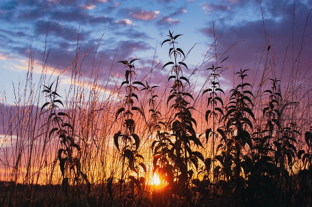 Free Nature Sunset photo and picture