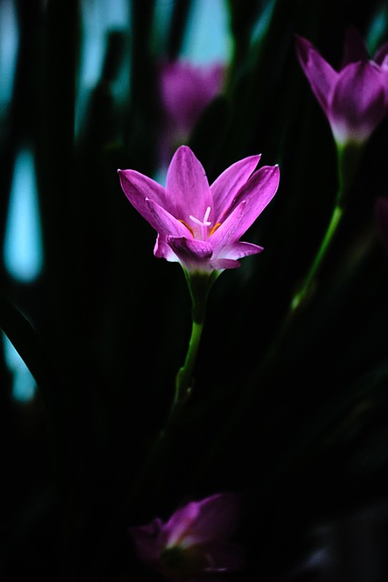 Free Flower Purple Flower photo and picture