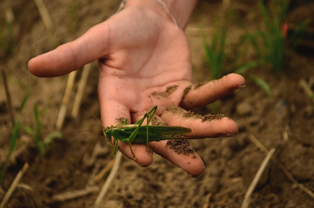 Saltamontes, Insecto, Mano, Mantodea