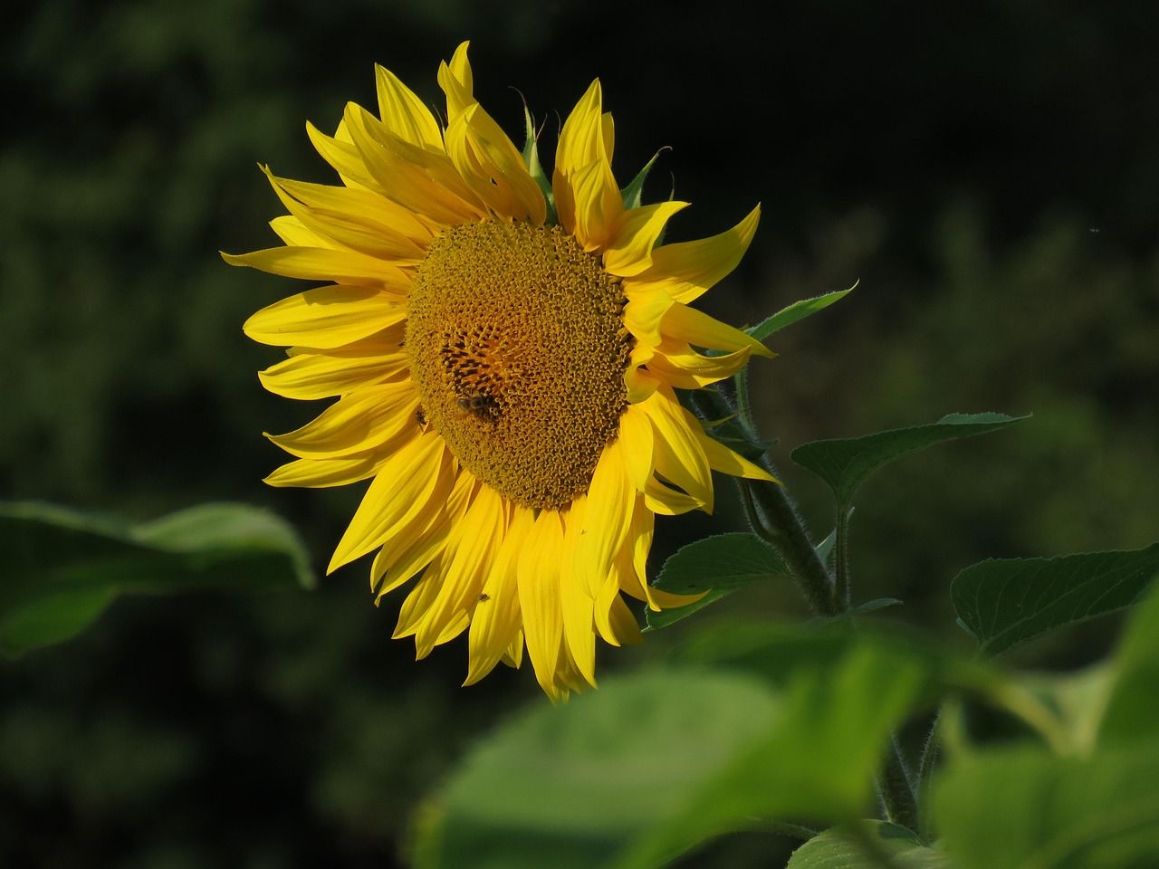 Sunflower Flower Yellow - Free photo on Pixabay - Pixabay