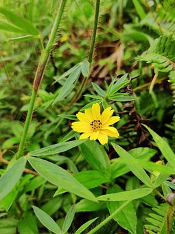 10以上の無料アメリカハマグルマ 花画像