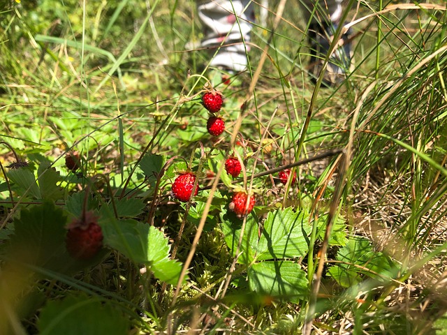 Free Sweden Summer photo and picture