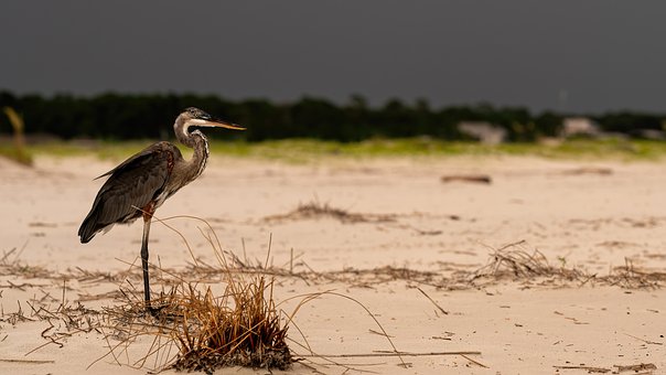 Free Bird Pelican photo and picture