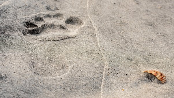 Free Footprint Beach photo and picture