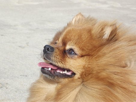Rambo, Pomerânia, Spitz, Pequeno Leao