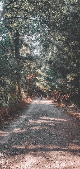 Bosque, Arboles, Árboles, Naturaleza