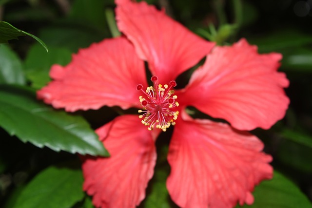 4,000+ Free Hibiscus & Flower Images - Pixabay