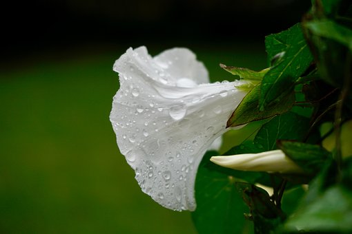 Free Flower Flower Wallpaper photo and picture