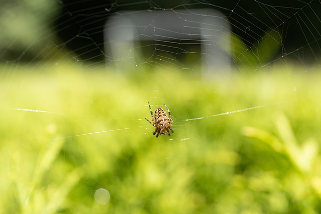 Araña, Arácnido, Telaraña, Web, Orbe