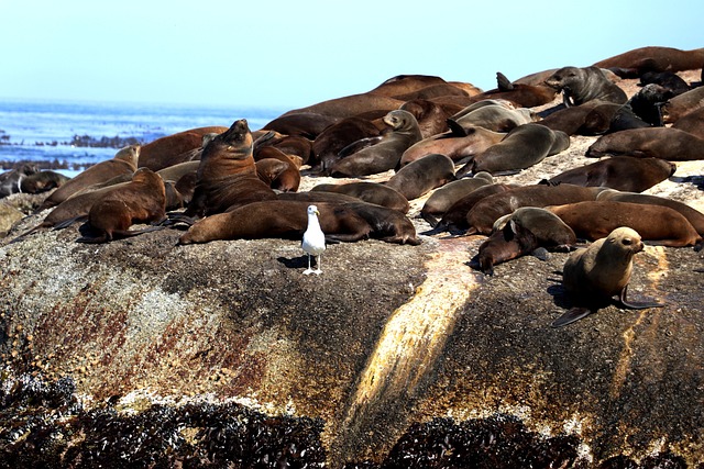 Free Seals Marine photo and picture