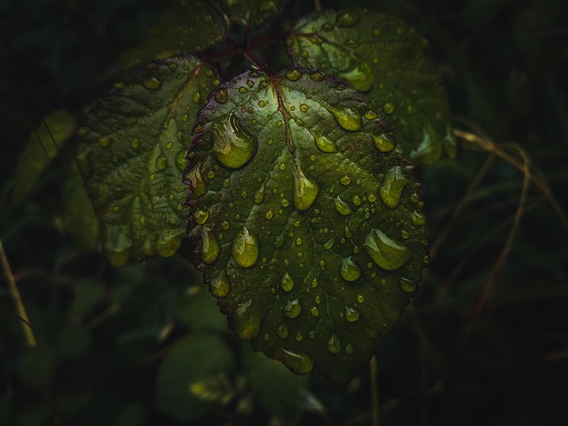 Free Leaf Plant photo and picture