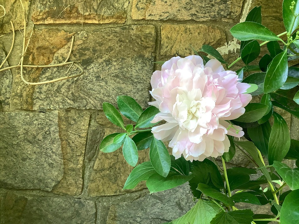 Flower White And Pink Bloom Free photo on Pixabay Pixabay