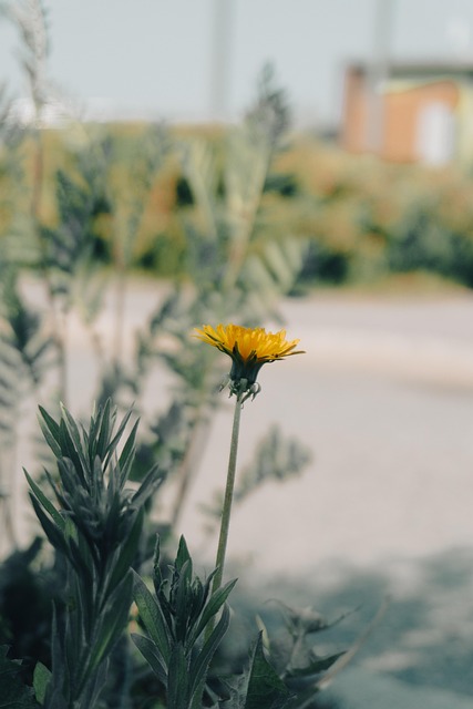 Free Flower Wildflower photo and picture